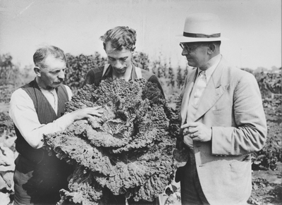 876633 Afbeelding van drie mannen vermoedelijk uit Wijk C die een reuze groenekool bekijken, geoogst op de ...